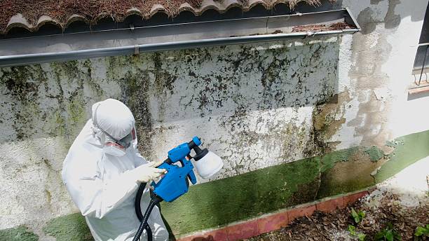 Top rated local Mold Remediation specialists in Easton, MD